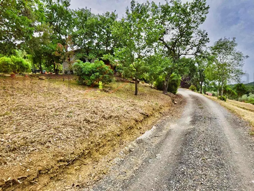 Immagine 29 di Casa colonica in vendita  a Suvereto