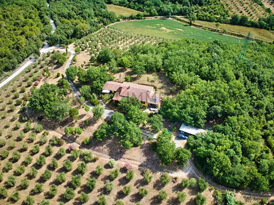 Immagine 9 di Casa colonica in vendita  a Suvereto