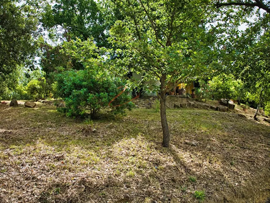 Immagine 17 di Casa colonica in vendita  a Suvereto