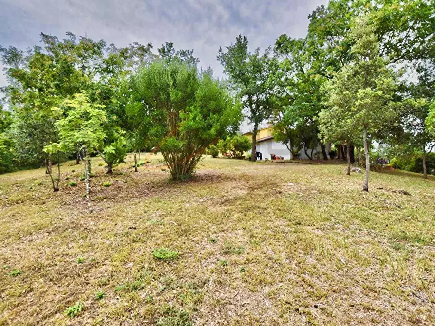 Immagine 30 di Casa colonica in vendita  a Suvereto