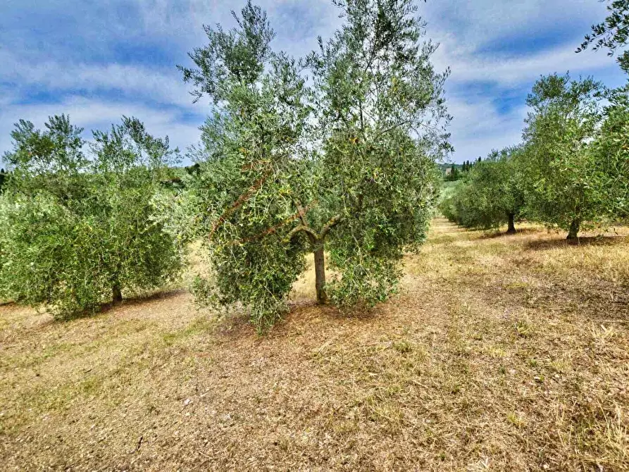 Immagine 40 di Casa colonica in vendita  a Suvereto