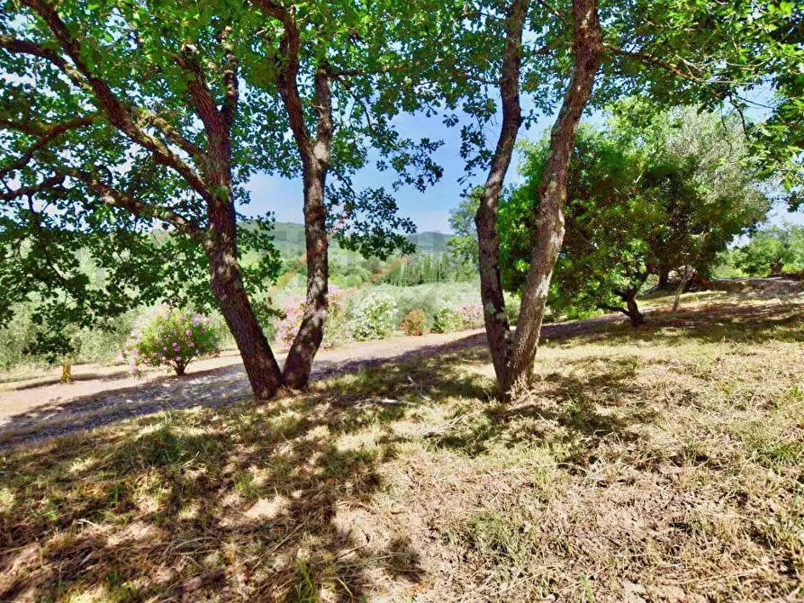 Immagine 47 di Casa colonica in vendita  a Suvereto