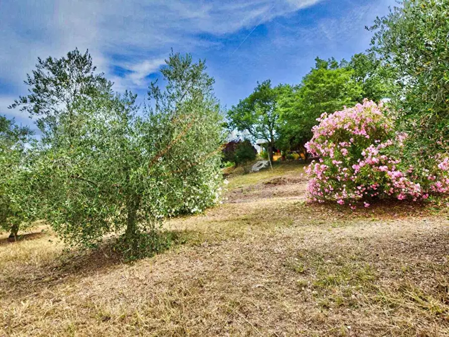 Immagine 32 di Casa colonica in vendita  a Suvereto