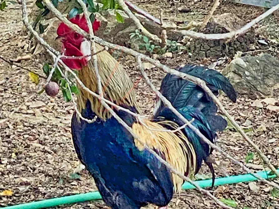 Immagine 27 di Casa colonica in vendita  a Suvereto