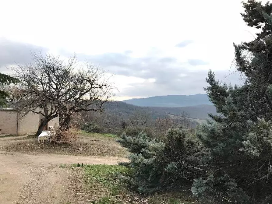 Immagine 14 di Azienda agricola in vendita  a Murlo