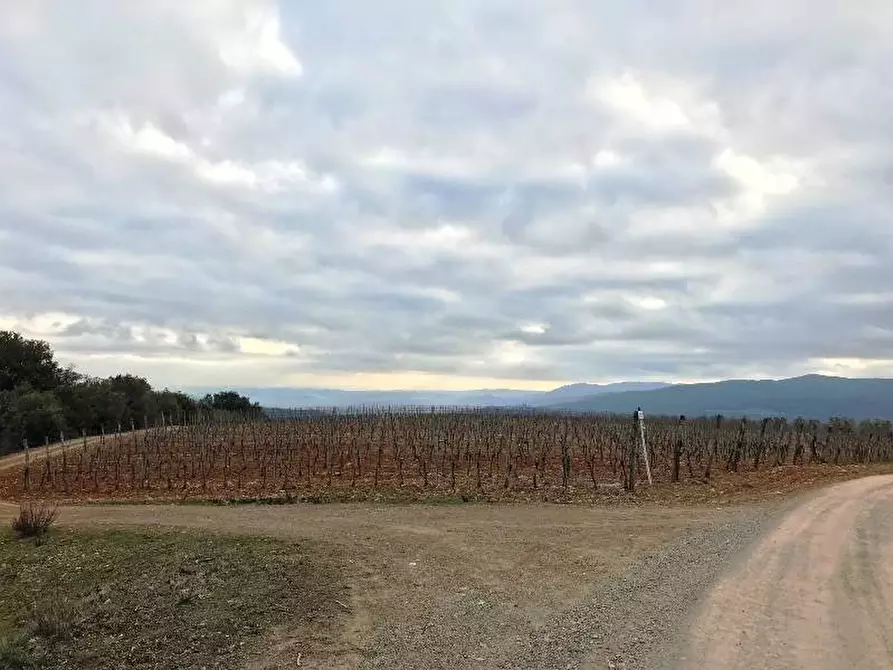 Immagine 2 di Azienda agricola in vendita  a Murlo