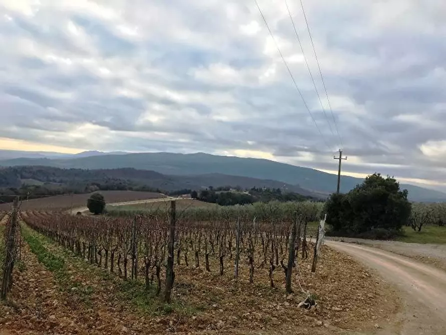 Immagine 7 di Azienda agricola in vendita  a Murlo
