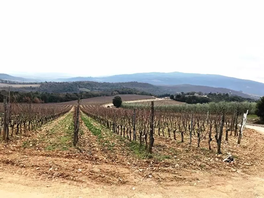 Immagine 11 di Azienda agricola in vendita  a Murlo