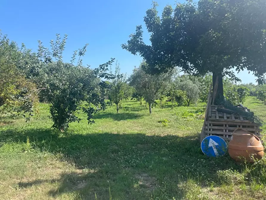 Immagine 11 di Villa in vendita  a Pietrasanta