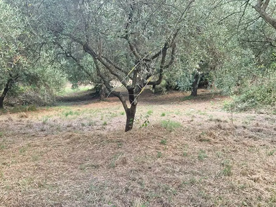 Immagine 5 di Terreno agricolo in vendita  a Crespina Lorenzana