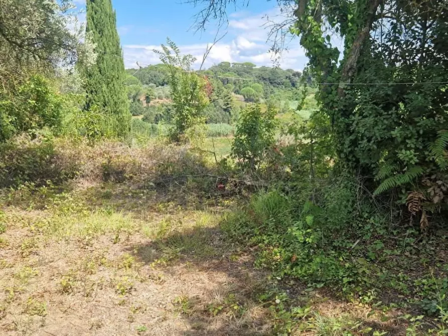 Immagine 9 di Terreno agricolo in vendita  a Crespina Lorenzana