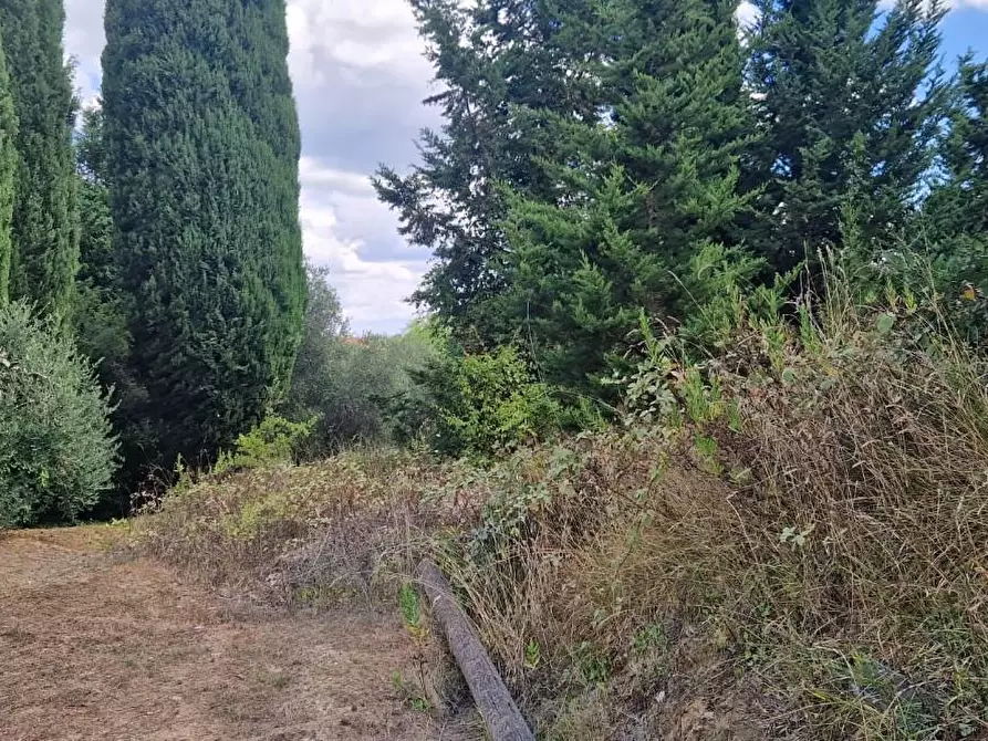 Immagine 7 di Terreno agricolo in vendita  a Crespina Lorenzana