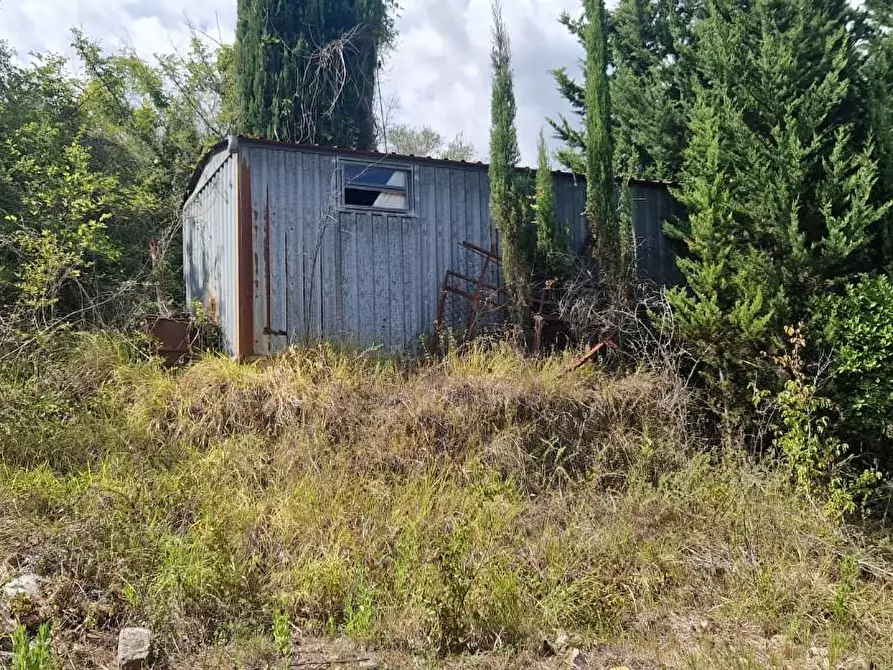 Immagine 10 di Terreno agricolo in vendita  a Crespina Lorenzana