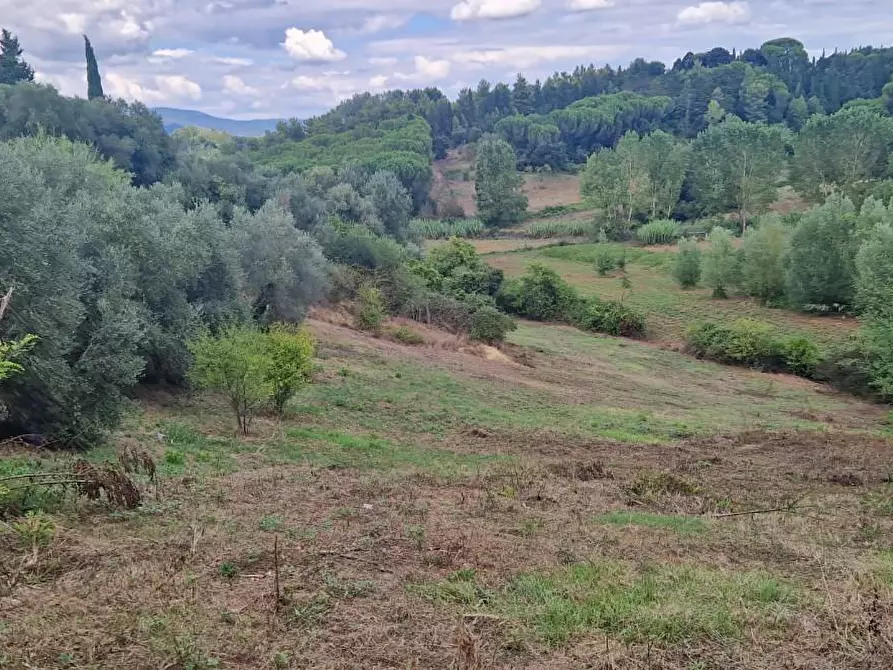 Immagine 1 di Terreno agricolo in vendita  a Crespina Lorenzana