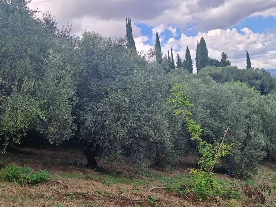 Immagine 3 di Terreno agricolo in vendita  a Crespina Lorenzana