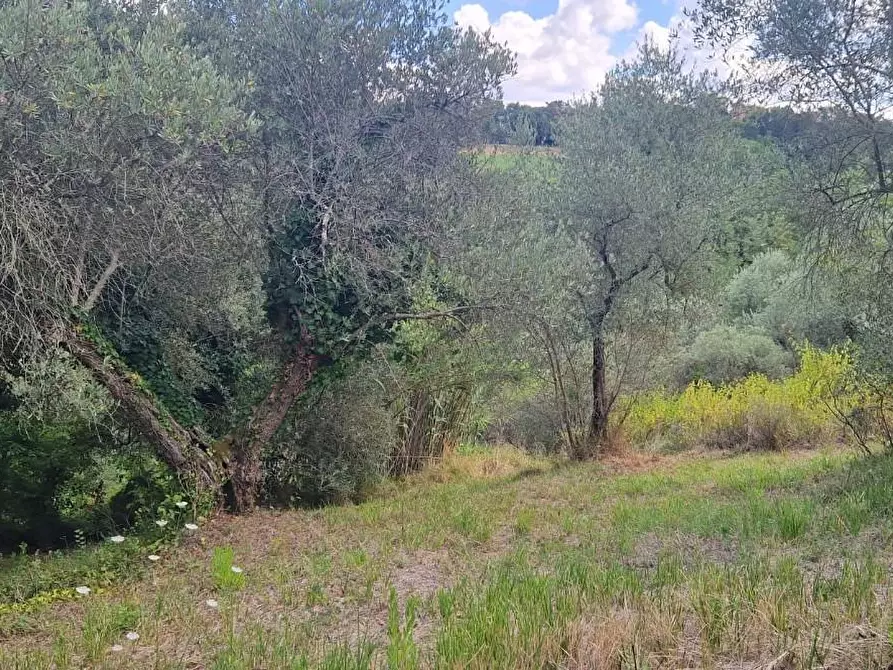 Immagine 13 di Terreno agricolo in vendita  a Crespina Lorenzana