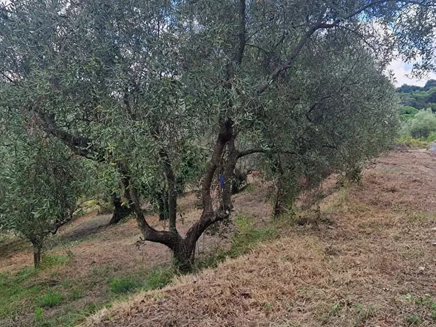 Immagine 2 di Terreno agricolo in vendita  a Crespina Lorenzana