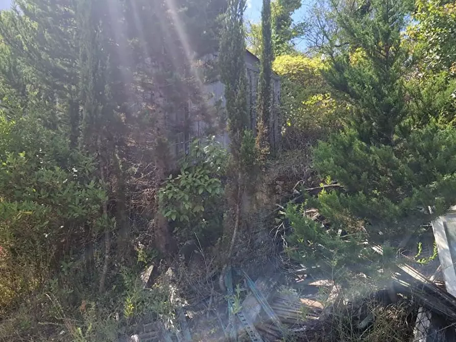 Immagine 11 di Terreno agricolo in vendita  a Crespina Lorenzana