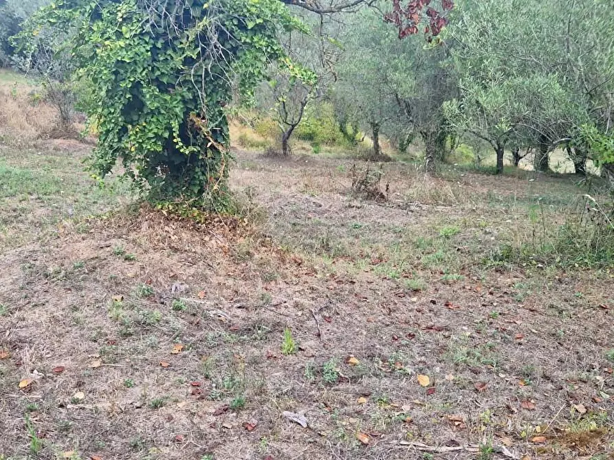 Immagine 6 di Terreno agricolo in vendita  a Crespina Lorenzana