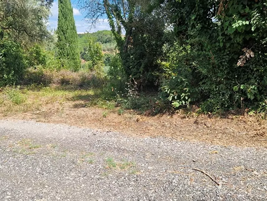 Immagine 8 di Terreno agricolo in vendita  a Crespina Lorenzana