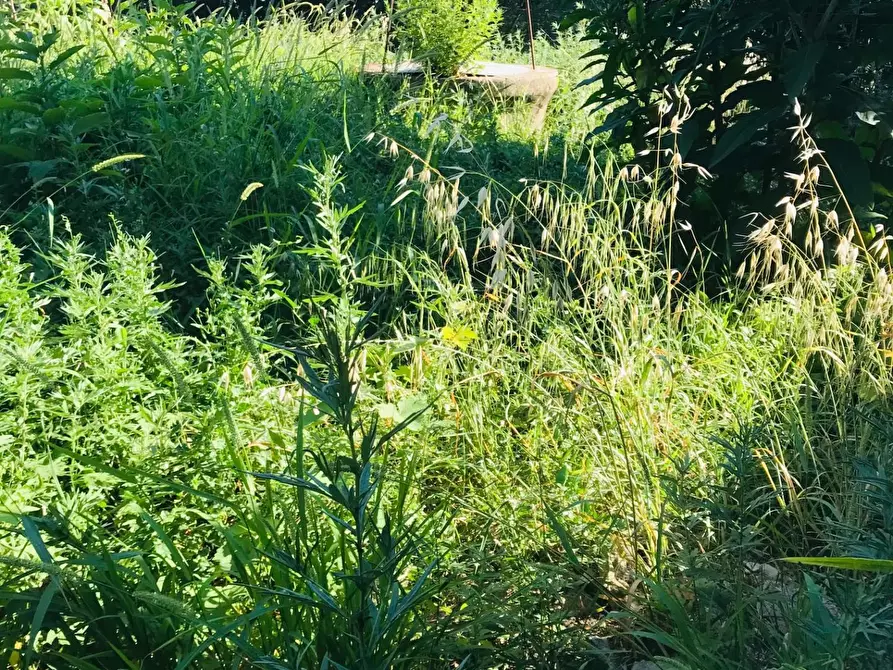 Immagine 3 di Terratetto in vendita  a Empoli