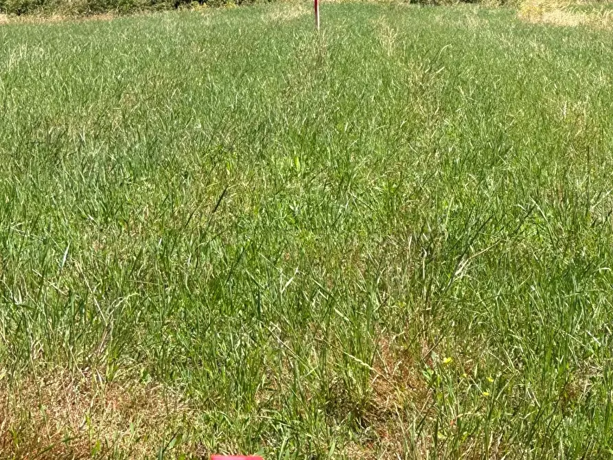 Immagine 1 di Terreno agricolo in vendita  a Casciana Terme Lari