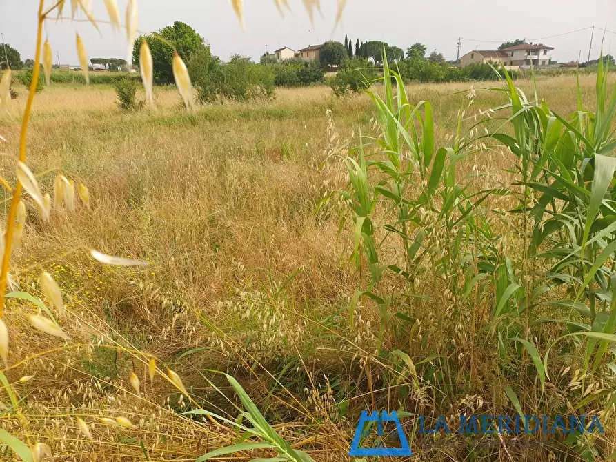 Immagine 4 di Terreno agricolo in vendita  a Larciano