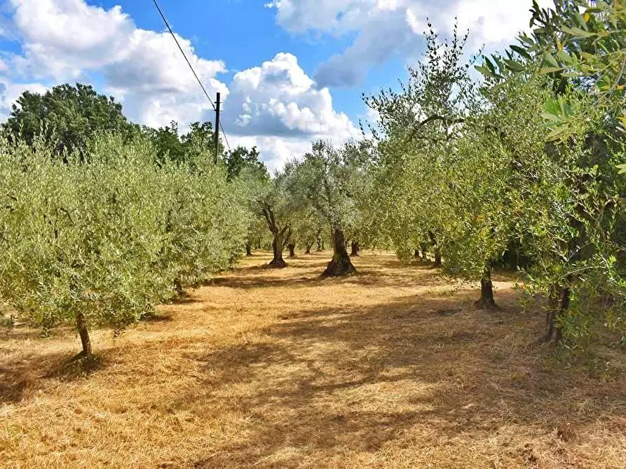 Immagine 43 di Porzione di casa in vendita  a Gambassi Terme