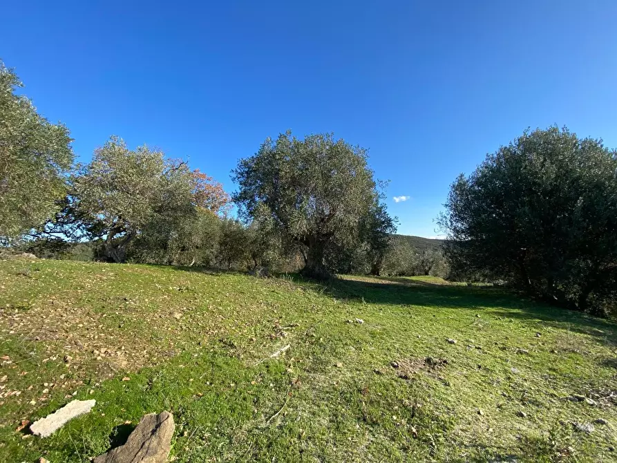 Immagine 1 di Terreno agricolo in vendita  a Piombino