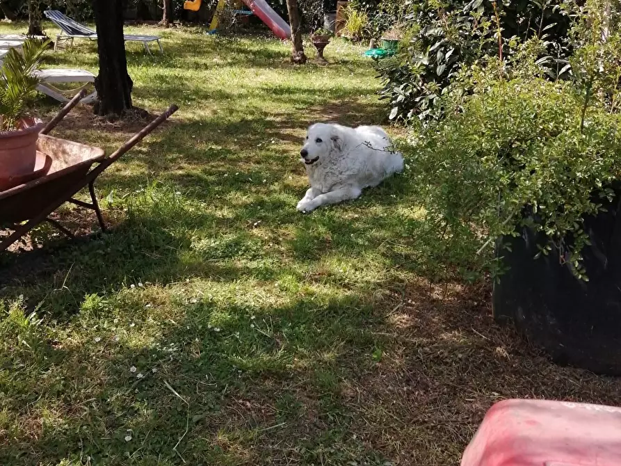 Immagine 13 di Villa in vendita  a Carrara