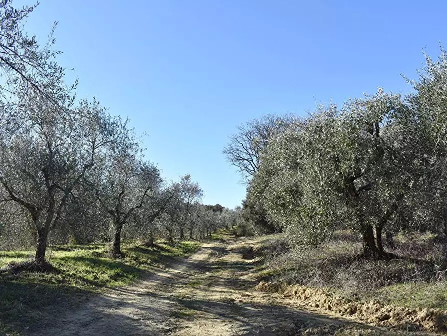 Immagine 5 di Rustico / casale in vendita  a San Gimignano