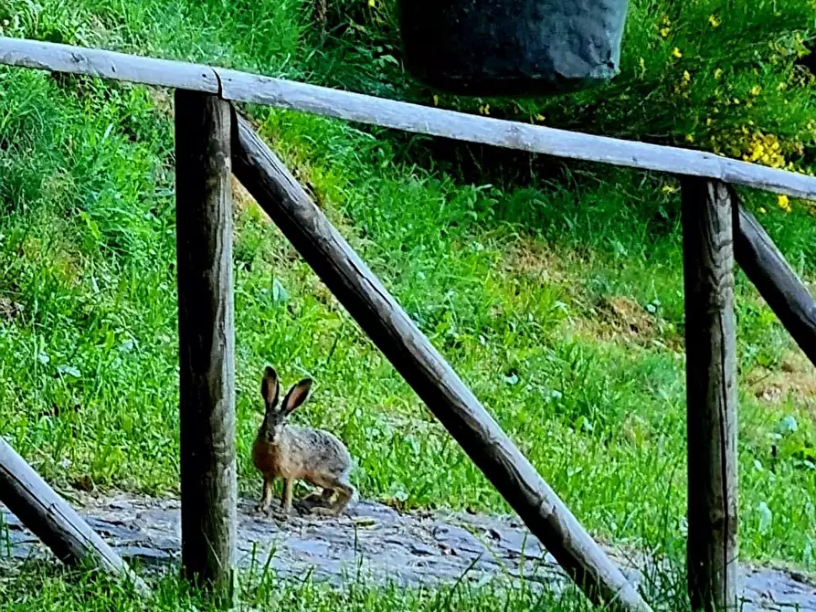 Immagine 19 di Baita in vendita  a Fiumalbo