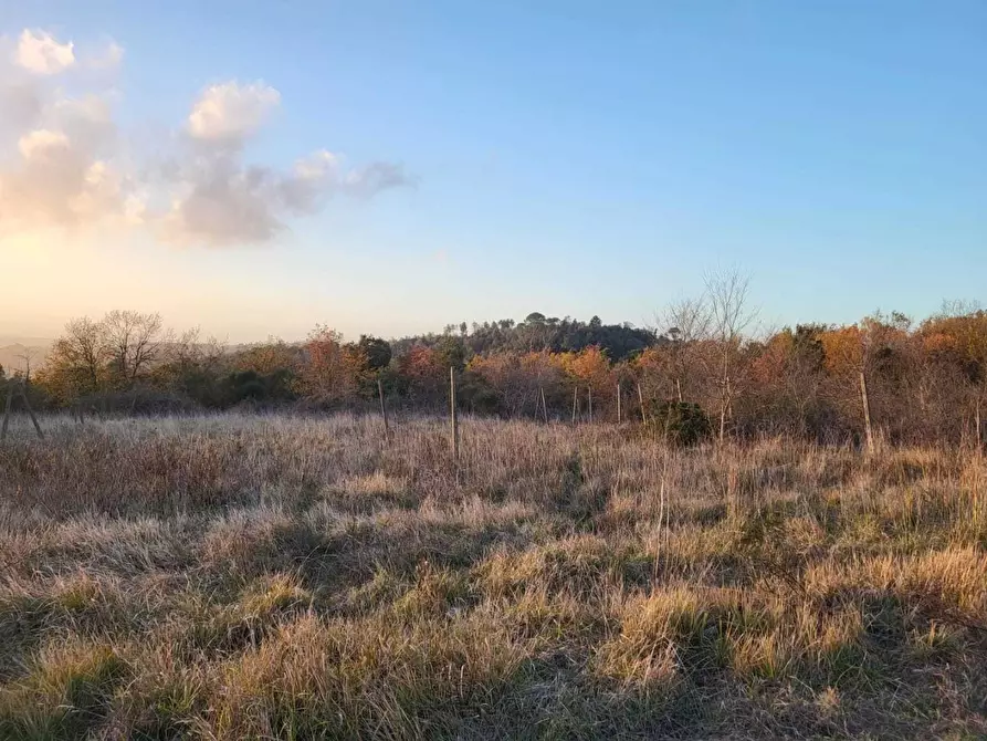 Immagine 12 di Terreno agricolo in vendita  a Palaia