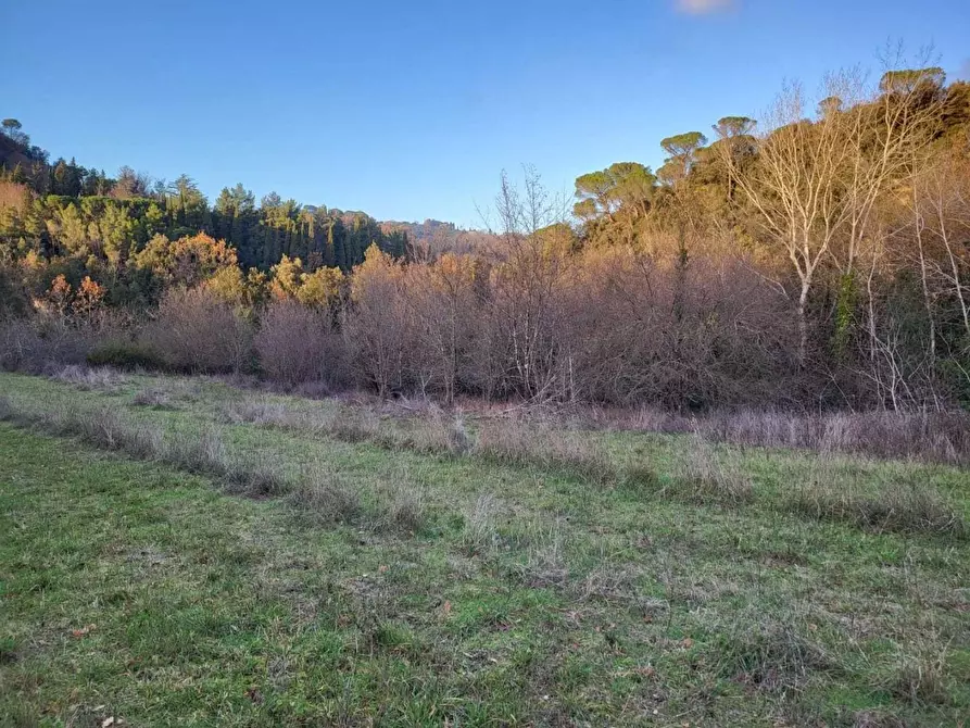 Immagine 14 di Terreno agricolo in vendita  a Palaia
