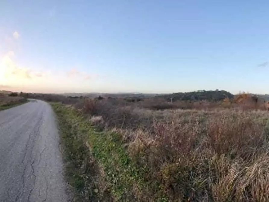 Immagine 4 di Terreno agricolo in vendita  a Palaia