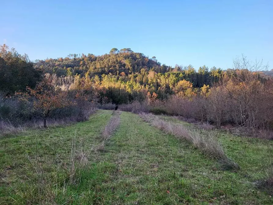 Immagine 15 di Terreno agricolo in vendita  a Palaia