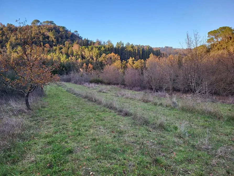 Immagine 13 di Terreno agricolo in vendita  a Palaia