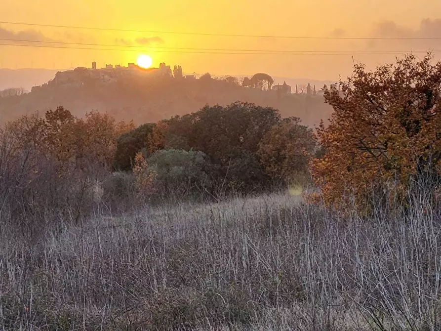 Immagine 3 di Terreno agricolo in vendita  a Palaia