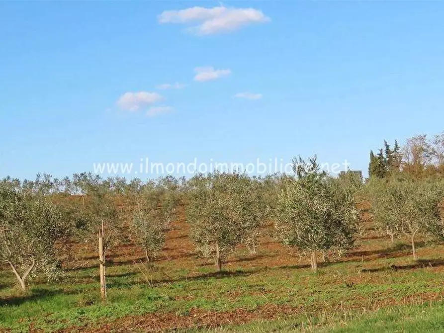 Immagine 2 di Casa indipendente in vendita  a Cecina