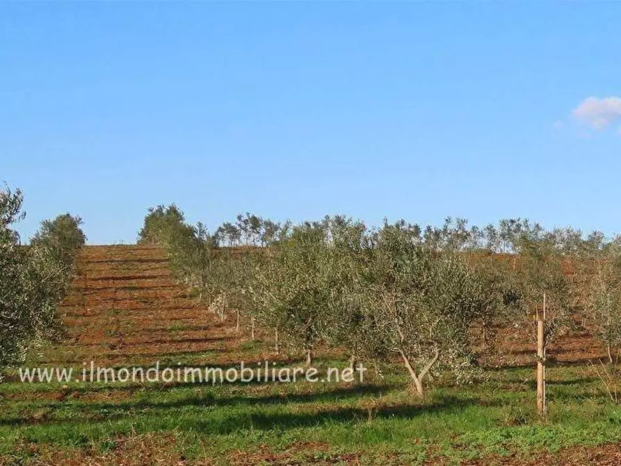 Immagine 10 di Casa indipendente in vendita  a Cecina