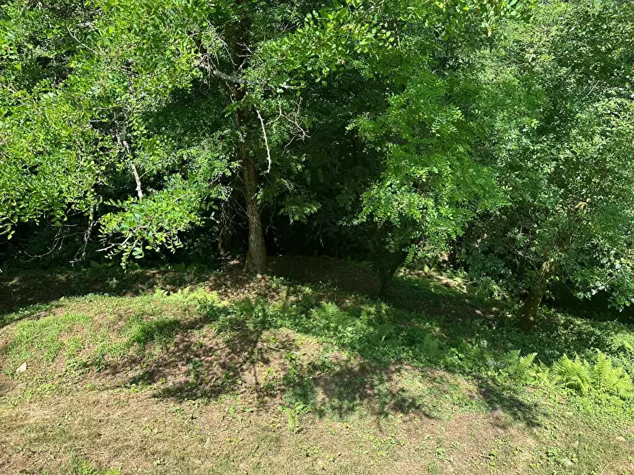 Immagine 46 di Rustico / casale in vendita  a Camaiore