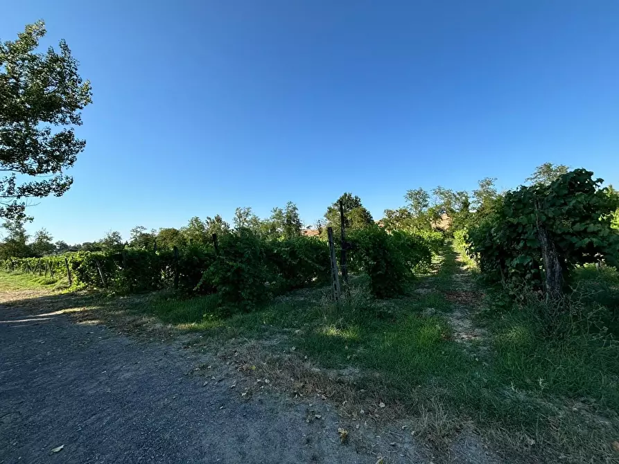 Immagine 5 di Azienda agricola in vendita  a Chianni