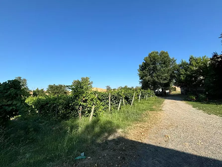 Immagine 6 di Azienda agricola in vendita  a Chianni
