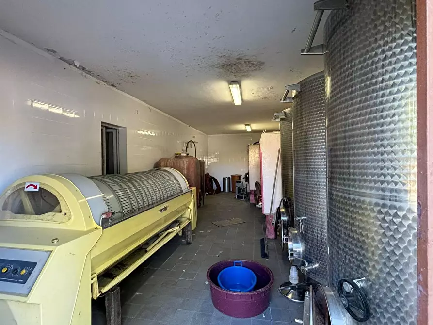 Immagine 9 di Azienda agricola in vendita  a Chianni