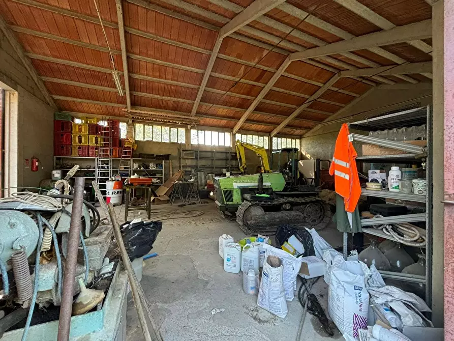 Immagine 3 di Azienda agricola in vendita  a Chianni
