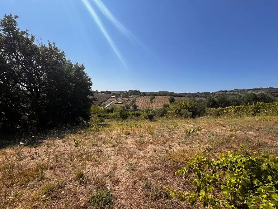 Immagine 1 di Terreno agricolo in vendita  a Rosignano Marittimo