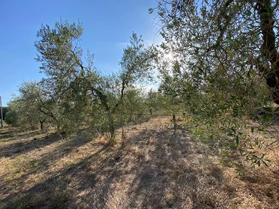 Immagine 2 di Terreno agricolo in vendita  a Piombino