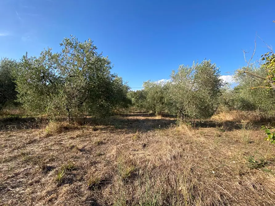 Immagine 1 di Terreno agricolo in vendita  a Piombino