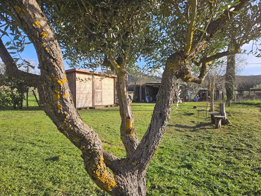 Immagine 4 di Terreno agricolo in vendita  a Piombino