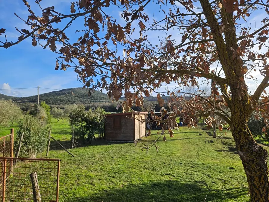 Immagine 7 di Terreno agricolo in vendita  a Piombino
